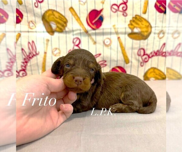 Medium Photo #2 Dachshund Puppy For Sale in WINNSBORO, LA, USA
