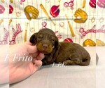 Small #1 Dachshund