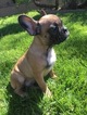 Small Photo #4 French Bulldog Puppy For Sale in HUNTINGTN BCH, CA, USA