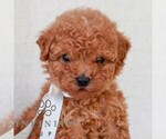 Small #1 Goldendoodle (Miniature)