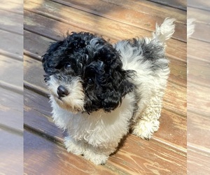 Havashu-ShihPoo Mix Puppy for sale in ALBANY, OR, USA