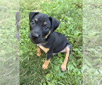 Small #2 Mutt