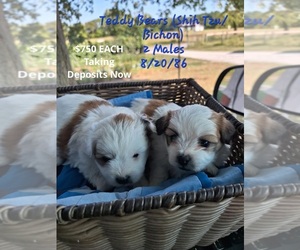 Zuchon Puppy for sale in TOPEKA, IN, USA