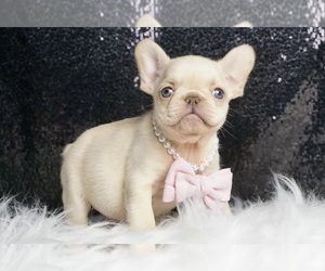 French Bulldog Puppy for Sale in WARSAW, Indiana USA