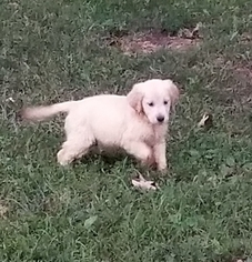 Golden Retriever Puppy for sale in MONTGOMERY CITY, MO, USA