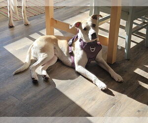 Mutt Dogs for adoption in Minneapolis, MN, USA