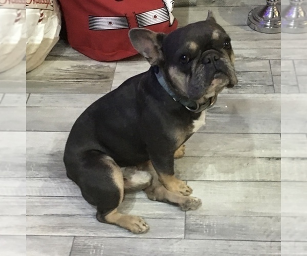Medium Photo #1 French Bulldog Puppy For Sale in LOS FRESNOS, TX, USA