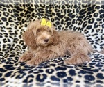 Small #1 ShihPoo