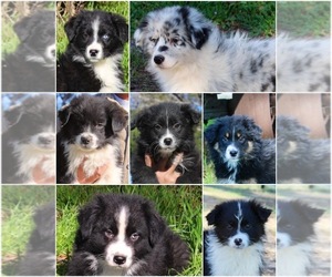 Australian Shepherd Puppy for Sale in ACTON, California USA