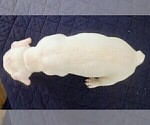 Small Photo #50 French Bulldog Puppy For Sale in CHINO HILLS, CA, USA