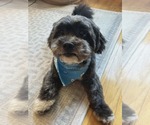 Small Miniature Schnauzer Mix
