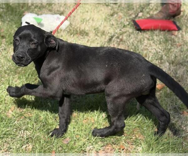 Medium Photo #3 Labrador Retriever-Unknown Mix Puppy For Sale in Yardley, PA, USA
