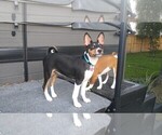 Small Basenji