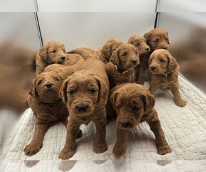 Goldendoodle mix (+ Poodle Miniature) Litter for sale in SPARTANBURG, SC, USA