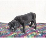 Small Photo #2 Boxer Puppy For Sale in BLOOMINGTON, IN, USA