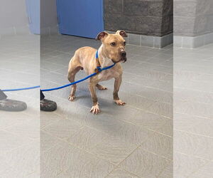 American Pit Bull Terrier-Unknown Mix Dogs for adoption in Princeton, MN, USA