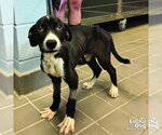 Small #2 Labrador Retriever Mix