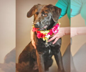 Sadie - Female Labrador Retriever-Unknown Mix Dog for Adoption - Photo #5