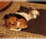 Small Photo #4 Beagle Puppy For Sale in Tucson, AZ, USA