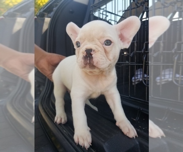 Medium Photo #3 French Bulldog Puppy For Sale in BALDWIN PARK, CA, USA