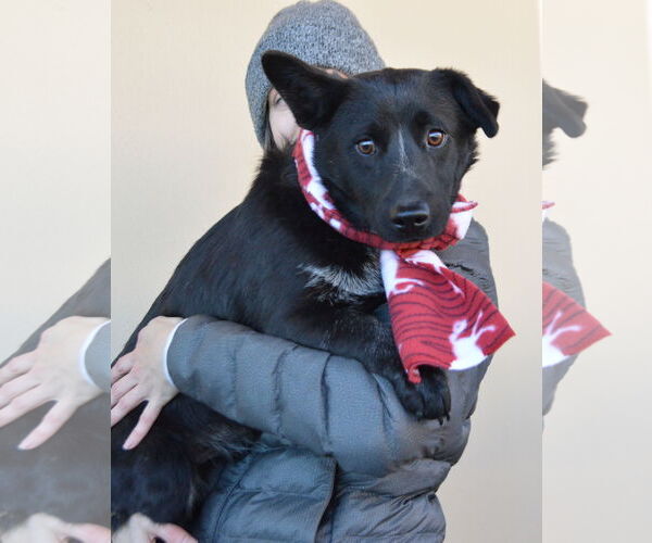 Medium Photo #1 Unknown-Welsh Corgi Mix Puppy For Sale in McKinney, TX, USA