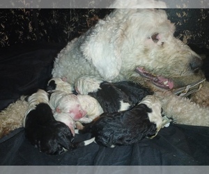 Old English Sheepdog Puppy for sale in CLEVELAND, TX, USA