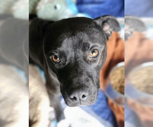 Jupiter - Female Labrador Retriever-Unknown Mix Dog for Adoption - Photo #7