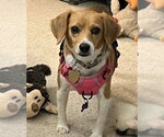Small Beagle