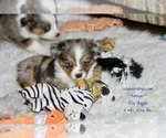 Small Photo #10 Aussie-Corgi-Miniature Australian Shepherd Mix Puppy For Sale in LIND, WA, USA