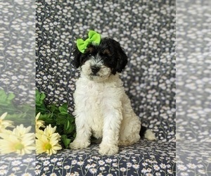 Poodle (Miniature)-Sheepadoodle Mix Puppy for sale in GLEN ROCK, PA, USA