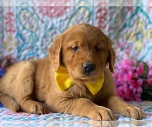 Golden Retriever Puppy for sale in LANCASTER, PA, USA