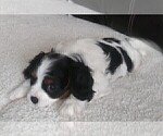 Small Photo #163 Cavalier King Charles Spaniel Puppy For Sale in HOWLAND, OH, USA