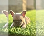 Small #9 French Bulldog