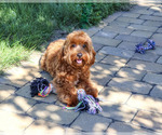 Noelle - Female Cavapoo (Miniature) Puppy for Sale - Photo #6
