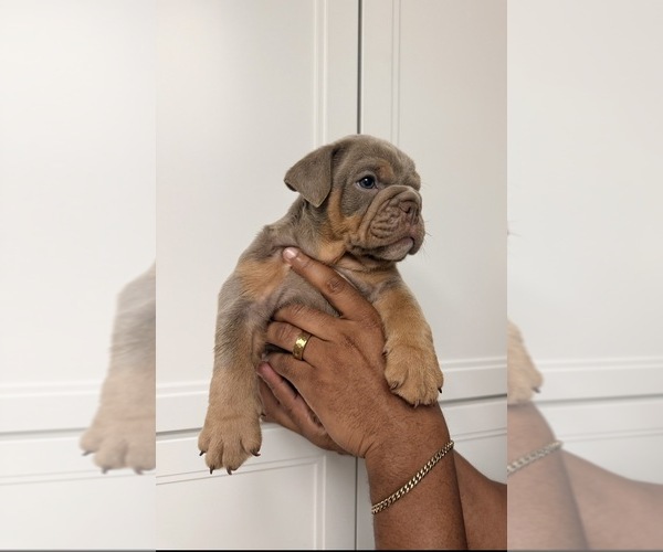 Medium Photo #3 Bulldog Puppy For Sale in MURRIETA, CA, USA