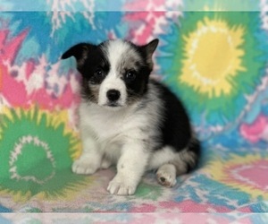 Pembroke Welsh Corgi Puppy for sale in LANCASTER, PA, USA