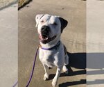 Small Photo #2 Dogo Argentino-Unknown Mix Puppy For Sale in Rowlett, TX, USA