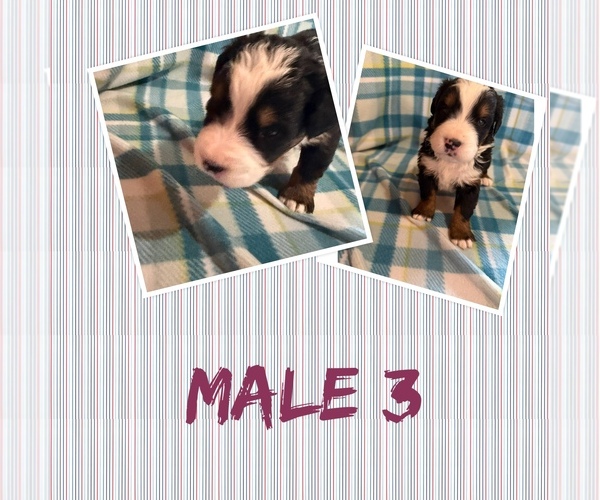 Medium Photo #1 Bernese Mountain Dog Puppy For Sale in ARGONNE, WI, USA