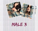 Puppy Male 3 Bernese Mountain Dog