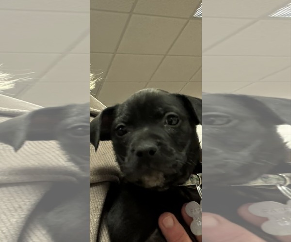 Medium Photo #3 Mutt Puppy For Sale in Holly Springs, NC, USA