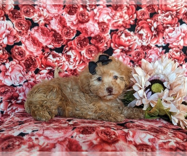 Medium Photo #5 Poodle (Toy) Puppy For Sale in CHRISTIANA, PA, USA