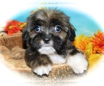 Small ShihPoo-Yorkshire Terrier Mix