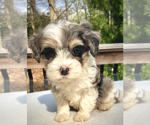 Aussie-Poo Puppy for sale in CHATHAM, PA, USA