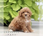 Small #4 Poodle (Miniature)