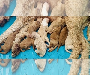 Goldendoodle (Miniature) Puppy for Sale in SPOKANE, Washington USA