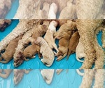 Image preview for Ad Listing. Nickname: Litter of 9