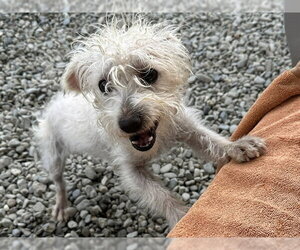 Poodle (Miniature)-Unknown Mix Dogs for adoption in Santa Cruz, CA, USA