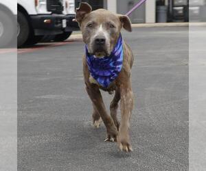 American Staffordshire Terrier Dogs for adoption in San Antonio, TX, USA