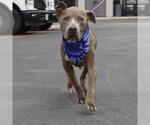 Small American Staffordshire Terrier