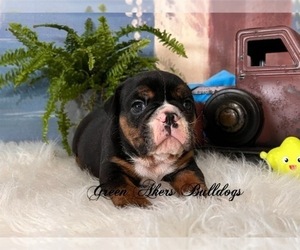 English Bulldog Puppy for sale in OOLOGAH, OK, USA